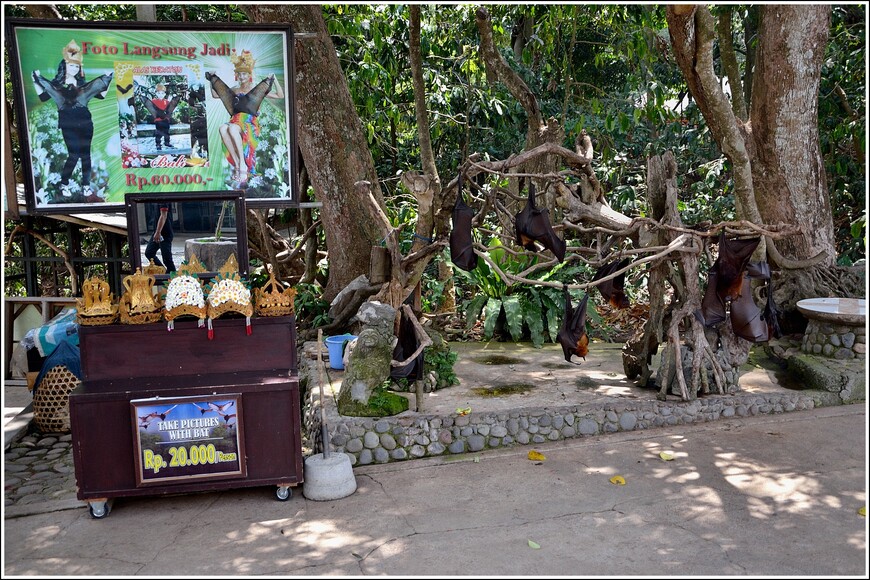 Обезьяний лес и летучие собаки острова Бали