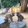 Парк с обезьянками