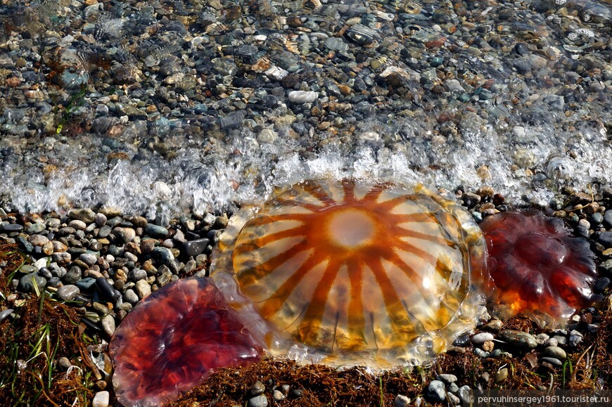 На берег выбрасывает желе из медуз разной расцветки