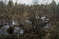 Затопленный Адуем лес. Фото: Новопашин С.А., 2007.