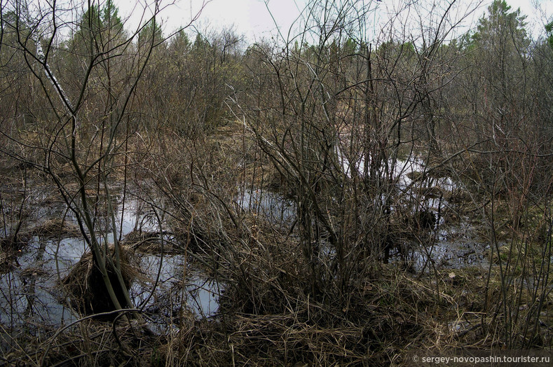 Затопленный Адуем лес. Фото: Новопашин С.А., 2007.