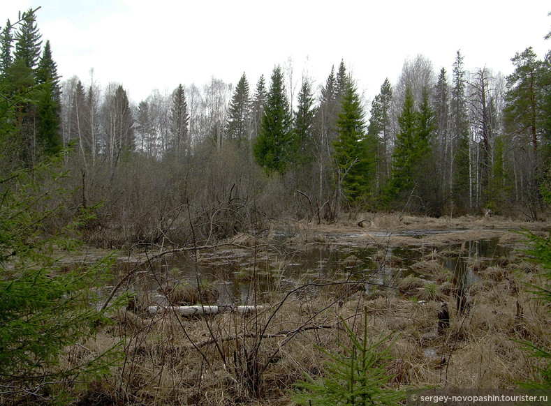 Заболоченный лес. Фото: Новопашин С.А., 2007.