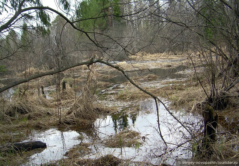 Заболоченный лес. Фото: Новопашин С.А., 2007.