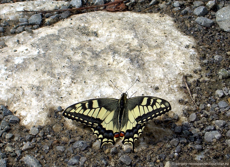Парусник Papilio machaon. Фото: Новопашин С.А., 2007.