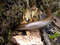 Ломкая веретеница, или медяница (лат. Anguis fragilis) — ящерица из семейства веретеницевые (Anguidae). Ложноногая ящерица. Фото: Новопашин С.А., 2007.
