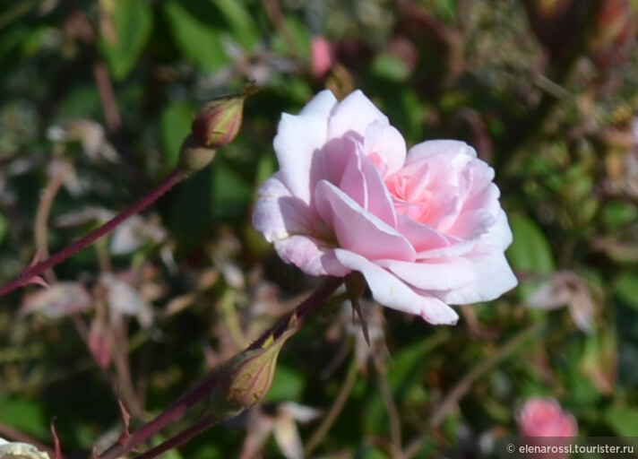 Alba Reincarnate — роза Флоренции