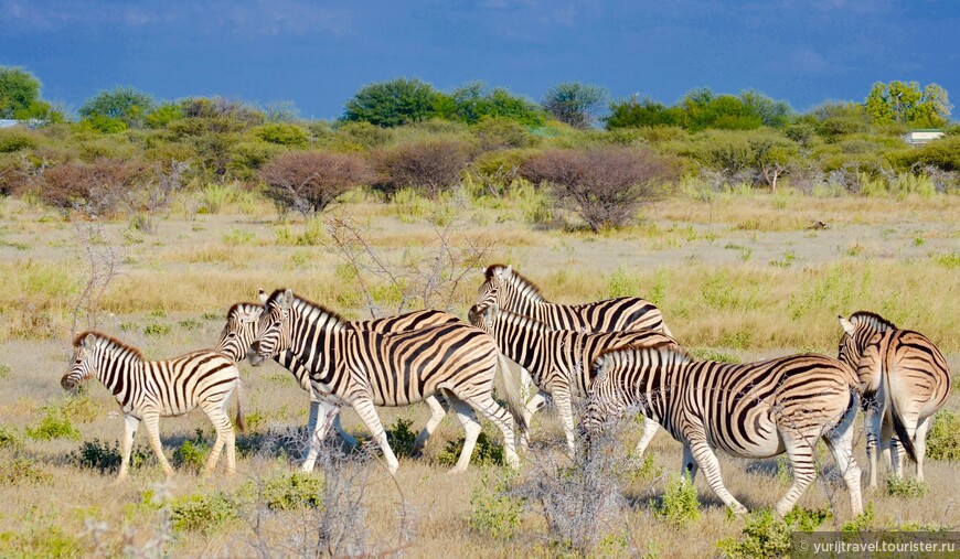 Намибия. Сафари в Национальном парке Этоша