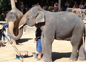 Лагерь слонов Мае Са