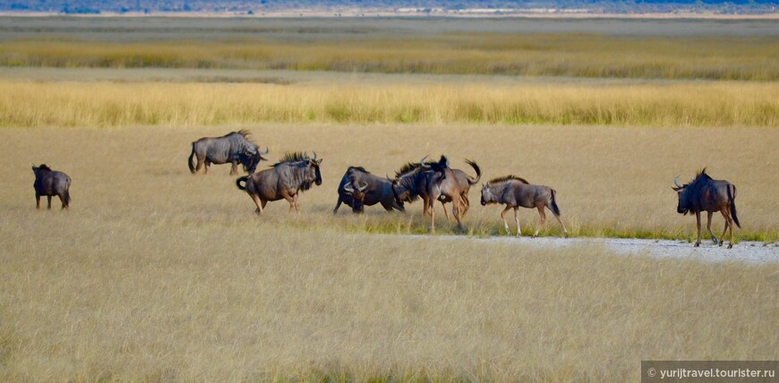 Намибия. Сафари в Национальном парке Этоша