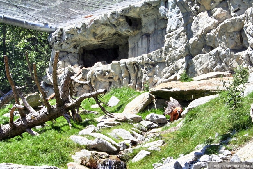 Автопутешествие «Альпийская сказка». Часть 4 – Инсбрук, Альпийский зоопарк