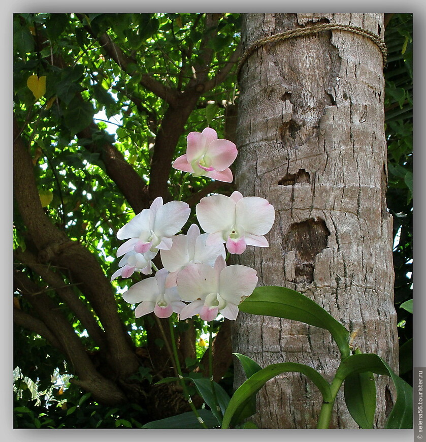 Многие деревья украшены  разнообразными орхидеями.