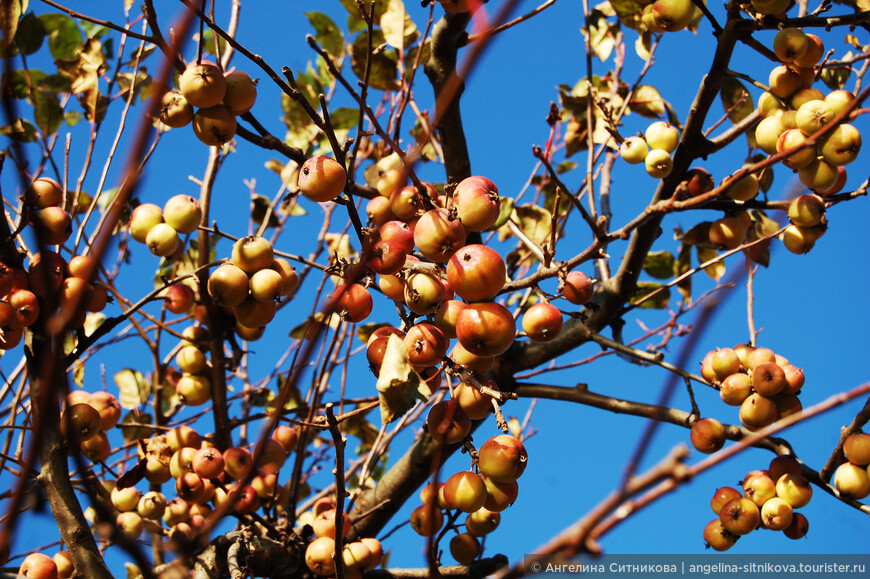 Мини-яблочки на деревьях не дадут голодать местным животным.