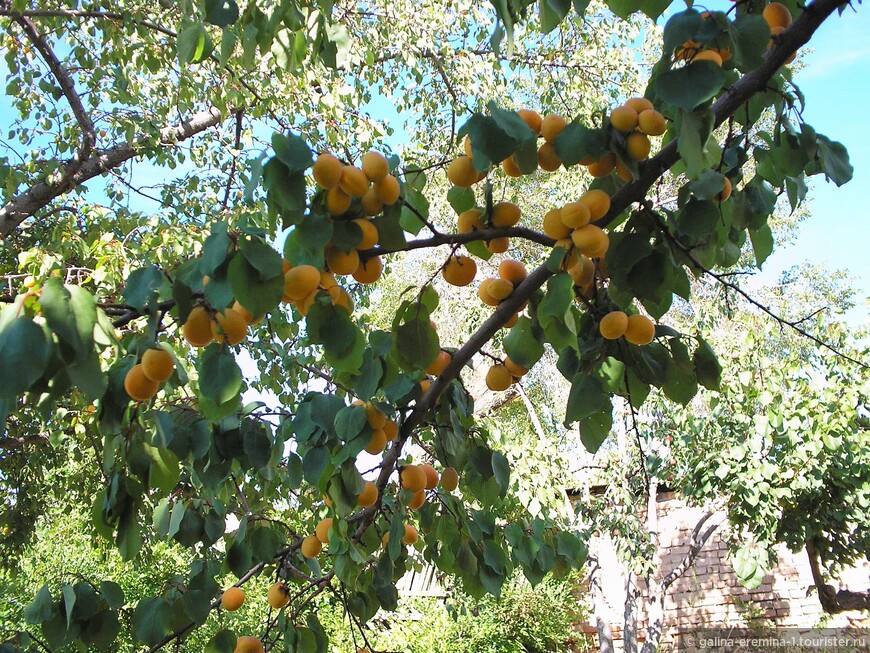 Киргизия со вкусом абрикосов