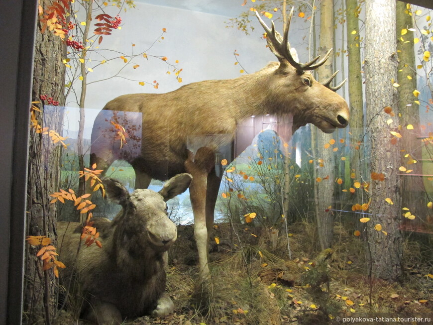 Музей природы в Екатеринбурге