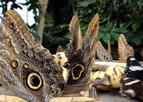 Бабочки Гваделупы