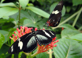 Райская жизнь бабочек на райском острове-бабочке