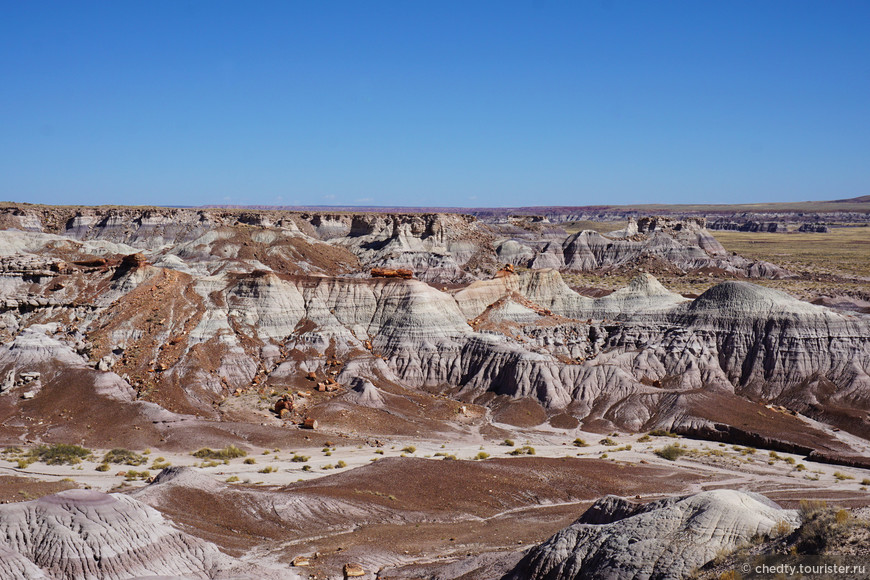 Все огромные камни, которые вы видите на поверхности  пустыни - это окаменевшие бревна