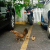 Еще одной живой достопримечательностью Ки-Уэста являются дикие петухи и курицы, которые живут прямо на местных улицах.