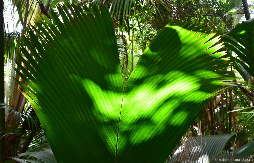 Ода коко-де-мер. Заметки ботаника в Майской долине