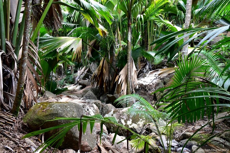Ода коко-де-мер. Заметки ботаника в Майской долине