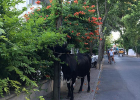 Есть и любители этой зелени )) Не удивляйтесь, если встретите на улице свободно гуляющих  коров или лошадей.