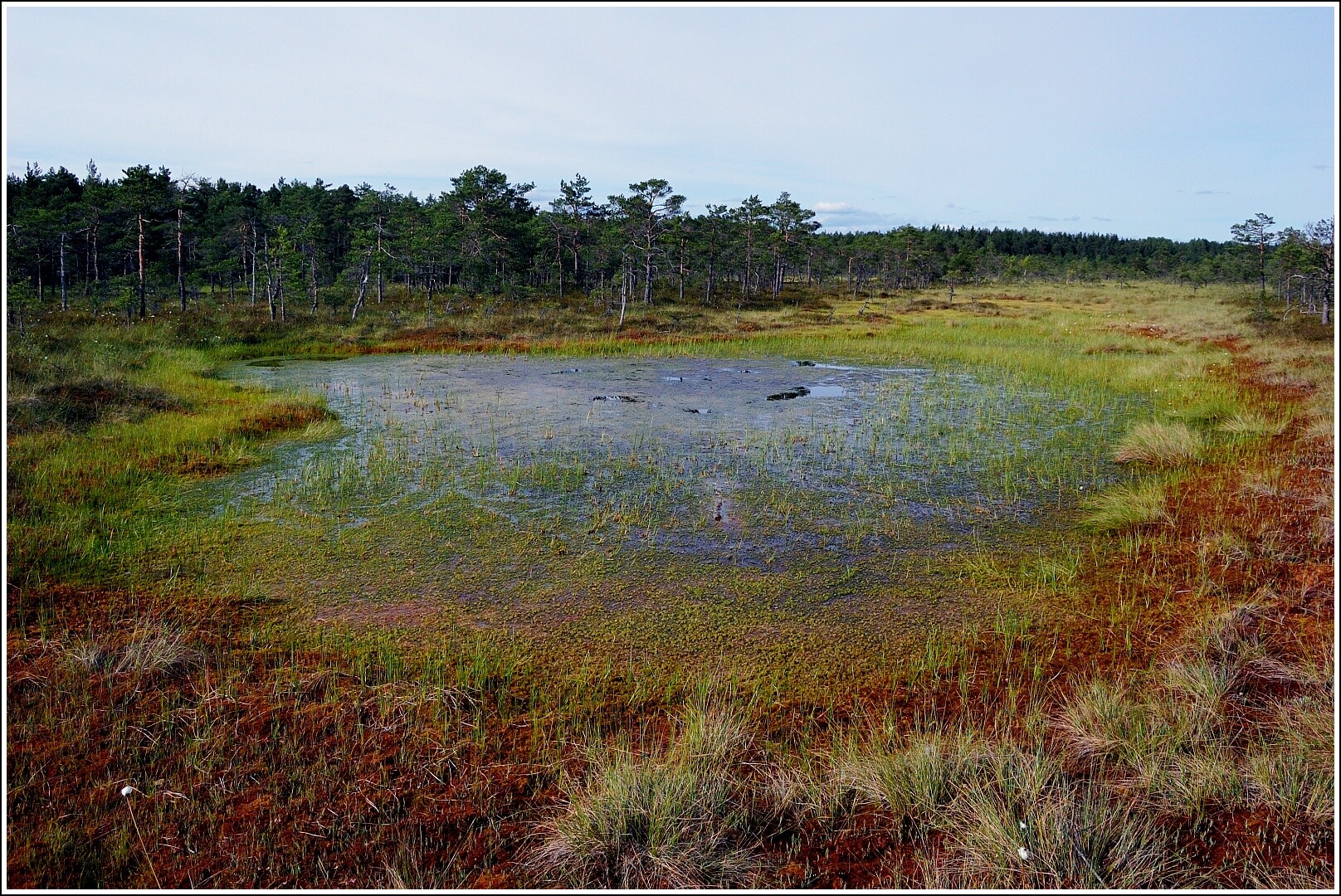 Болото северных краев. Эстония болото. Эстония парк болот. Эстонский болотный парк Соомаа. Арафурское болото.