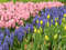 Нидерланды, парк цветов Keukenhof, 2011 год (видеозарисовка)