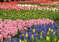 Нидерланды, парк цветов Keukenhof, 2011 год (видеозарисовка)