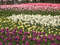Нидерланды, парк цветов Keukenhof, 2011 год (видеозарисовка)