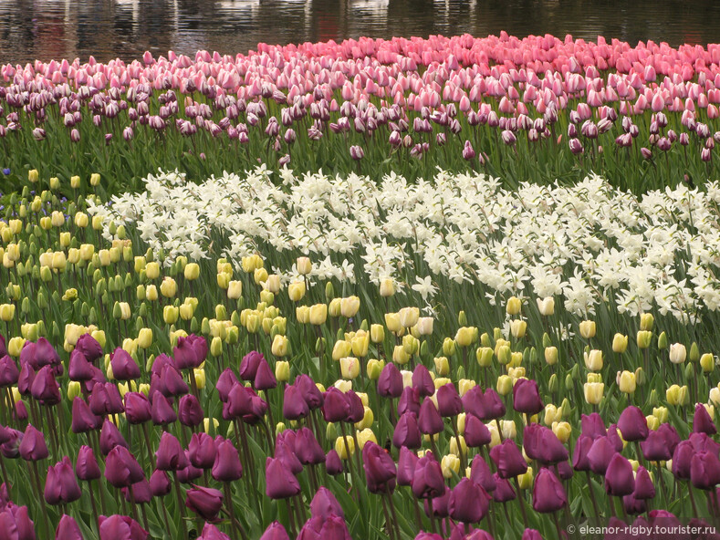 Нидерланды, парк цветов Keukenhof, 2011 год (видеозарисовка)