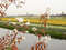 Нидерланды, парк цветов Keukenhof, 2011 год (видеозарисовка)