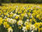 Нидерланды, парк цветов Keukenhof, 2011 год (видеозарисовка)