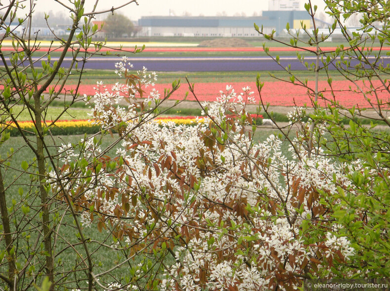 Нидерланды, парк цветов Keukenhof, 2011 год (видеозарисовка)