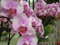 Нидерланды, парк цветов Keukenhof, 2011 год (видеозарисовка)