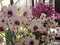 Нидерланды, парк цветов Keukenhof, 2011 год (видеозарисовка)