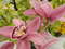 Нидерланды, парк цветов Keukenhof, 2011 год (видеозарисовка)