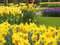 Нидерланды, парк цветов Keukenhof, 2011 год (видеозарисовка)