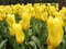 Нидерланды, парк цветов Keukenhof, 2011 год (видеозарисовка)