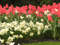 Нидерланды, парк цветов Keukenhof, 2011 год (видеозарисовка)
