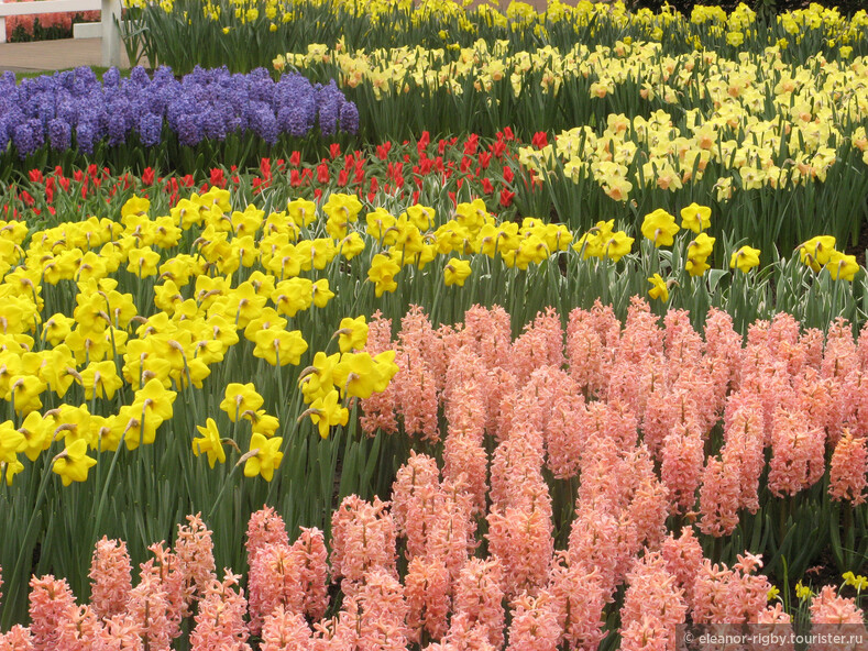 Нидерланды, парк цветов Keukenhof, 2011 год (видеозарисовка)