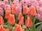 Нидерланды, парк цветов Keukenhof, 2011 год (видеозарисовка)