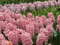 Нидерланды, парк цветов Keukenhof, 2011 год (видеозарисовка)