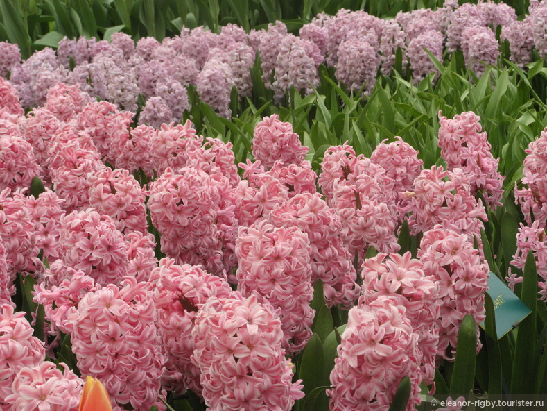 Нидерланды, парк цветов Keukenhof, 2011 год (видеозарисовка)