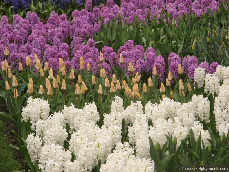 Нидерланды, парк цветов Keukenhof, 2011 год (видеозарисовка)