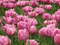 Нидерланды, парк цветов Keukenhof, 2011 год (видеозарисовка)