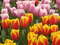 Нидерланды, парк цветов Keukenhof, 2011 год (видеозарисовка)