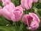 Нидерланды, парк цветов Keukenhof, 2011 год (видеозарисовка)