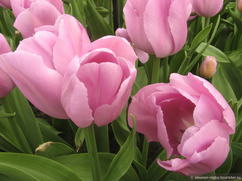 Нидерланды, парк цветов Keukenhof, 2011 год (видеозарисовка)