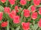 Нидерланды, парк цветов Keukenhof, 2011 год (видеозарисовка)
