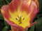 Нидерланды, парк цветов Keukenhof, 2011 год (видеозарисовка)